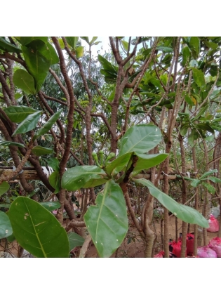 MUDILLA (Barringtonia asiatica)