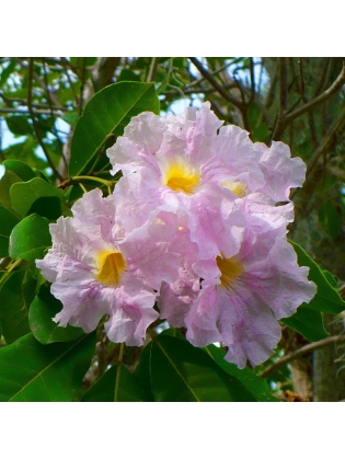 PINK TABEBUIA (Tabebuia rosea) 