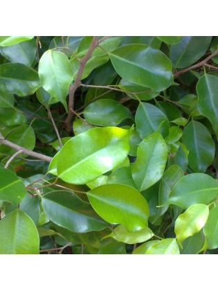 KIRI NUGA (Ficus benjamina)
