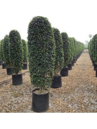 KIRI NUGA (Ficus benjamina)