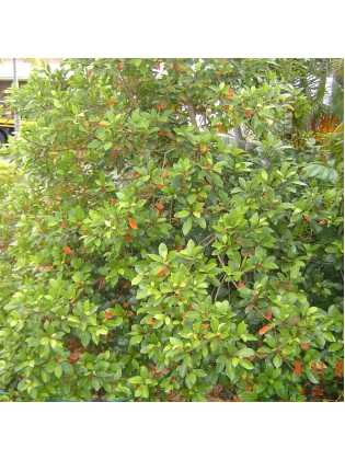 WERALU (Elaeocarpus serratus) 