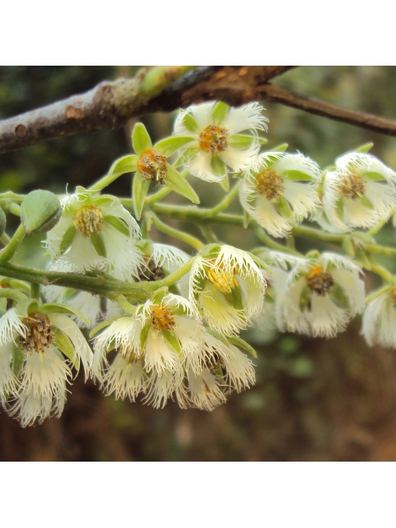 WERALU (Elaeocarpus serratus) 