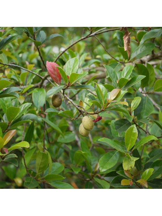 WERALU (Elaeocarpus serratus) 