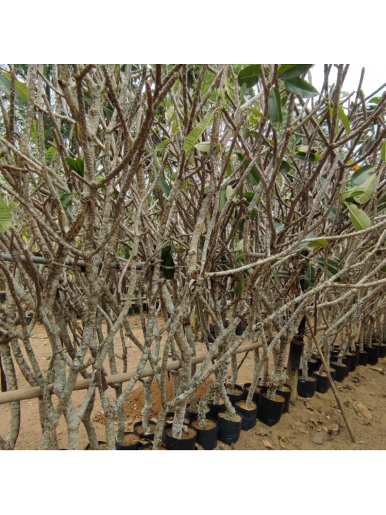 ARALIYA (Plumeria obtusa) 