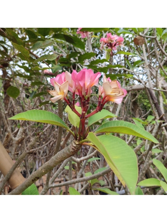 PINK ARALIYA (Plumeria rubra) 