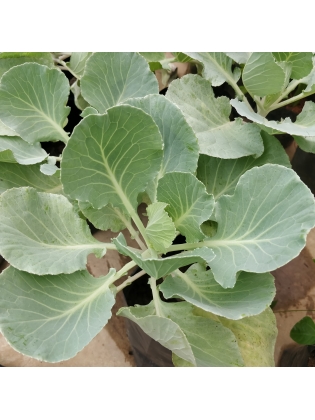 Cabbage (Brassica oleracea) 