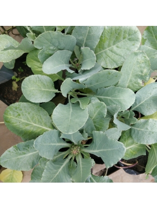 Cauliflower Cabbage (Brassica oleracea)