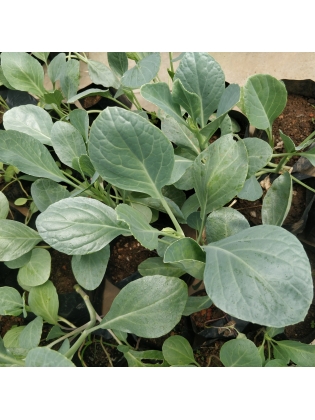 Green Cabbage (Brassica oleracea)