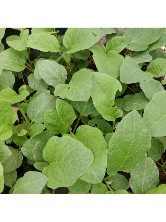 Brinjal (Solanum melongena) 