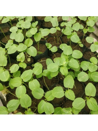 Bandakka (Abelmoschus esculentus)