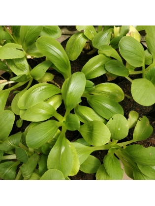 Bok Choy (Brassica rapa subsp. Chinensis) 
