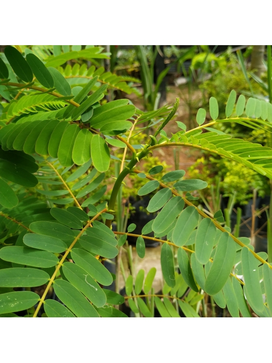 Kathurumurunga (Sesbania grandiflora)