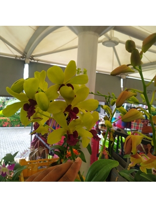 Dendros orchid (Dendrobium spp)