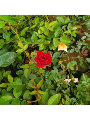 Bengal rose (Rosa chinesis jacq)